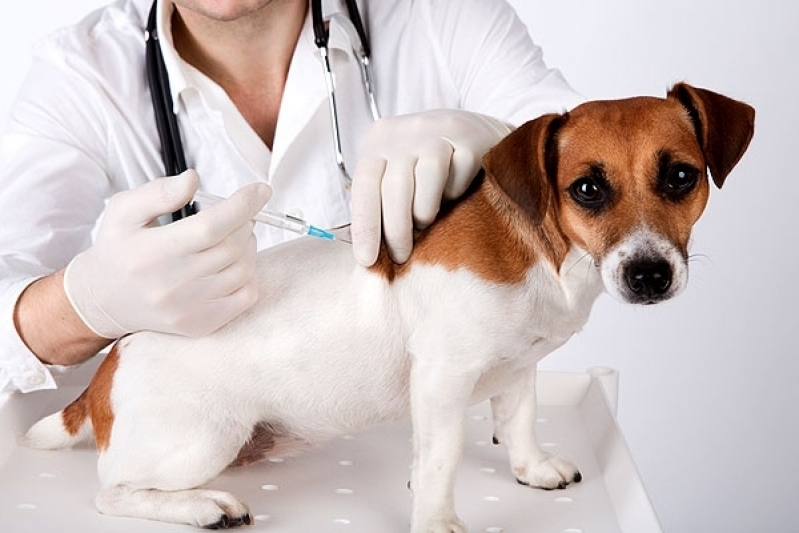 Animais Veterinária São Mateus - Clinica para Cachorro