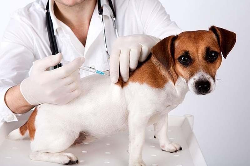 Animais Veterinária Imirim - Clinica para Cachorro