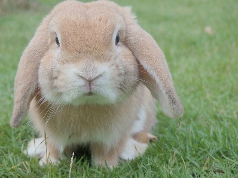 Aonde Tem Centro Veterinário de Animais Exóticos Cidade Jardim - Veterinário de Animais Exóticos