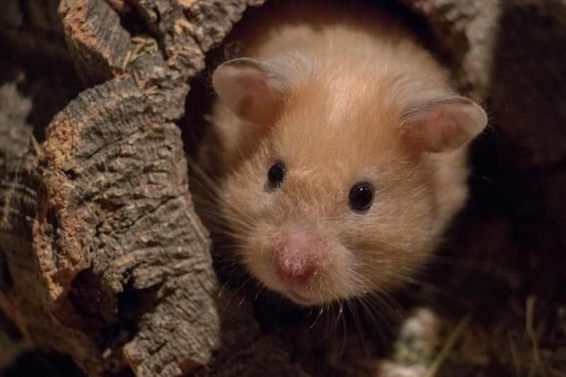 Aonde Tem Centro Veterinário Ponte Rasa - Consulta Veterinário