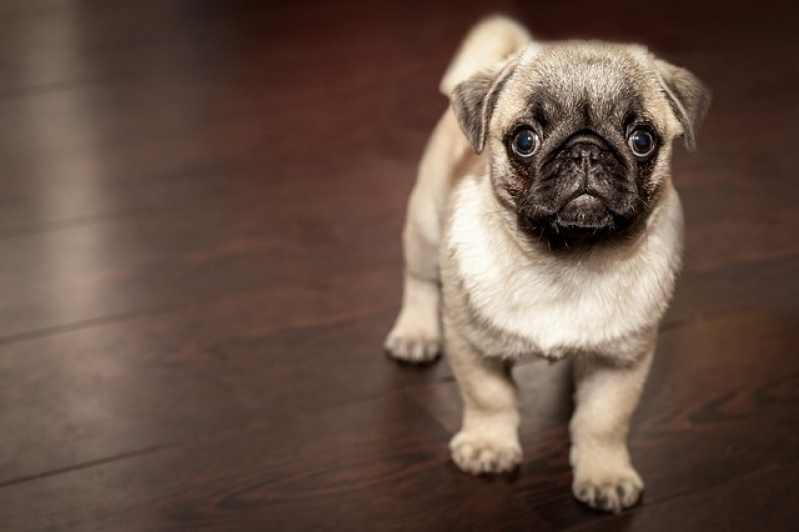 Aonde Tem Clinica para Cachorro Brasilândia - Consulta Veterinário