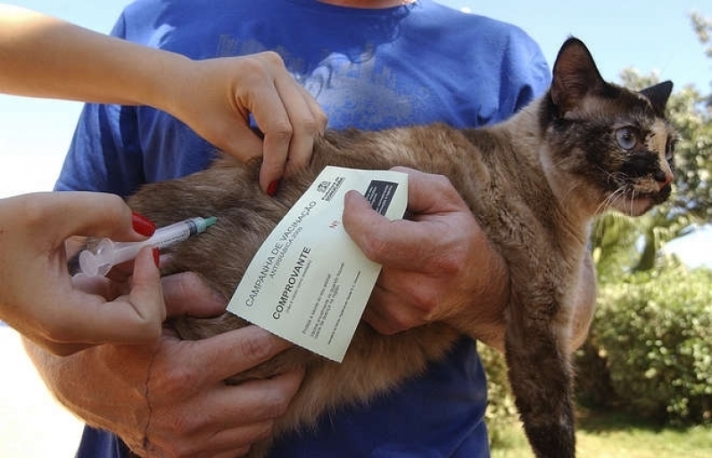 Aonde Tem Consultório Veterinário Sumaré - Centro Veterinário