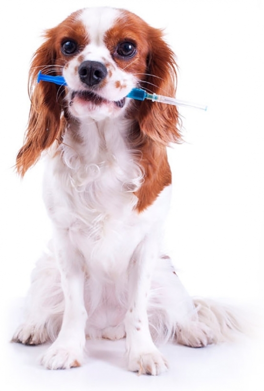 Aonde Tem Vacina Antirrábica Veterinária Parque do Carmo - Vacinação Clinica Veterinária