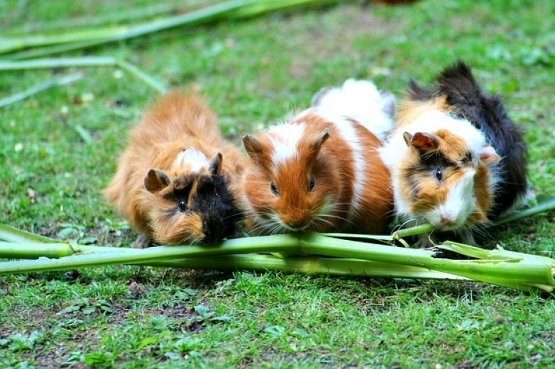 Aonde Tem Veterinário Animais Silvestres Bairro do Limão - Veterinário para Hamster