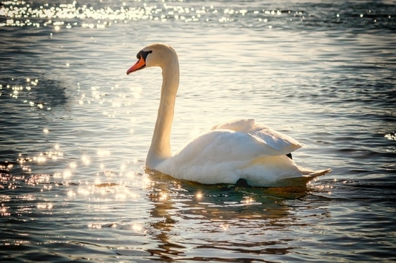 Aonde Tem Veterinário Aves Itaquera - Veterinário Animais Silvestres