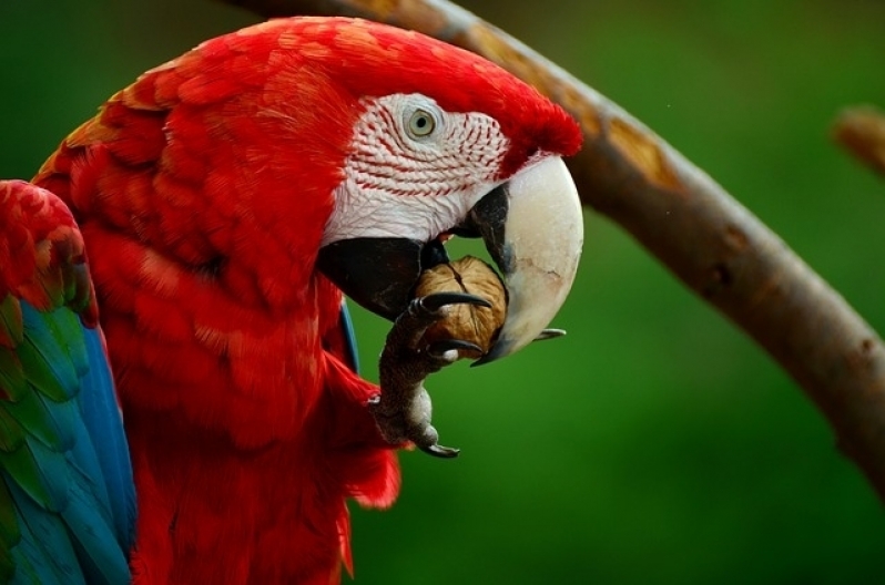 Aonde Tem Veterinário de Animais Exóticos Butantã - Veterinário de Aves