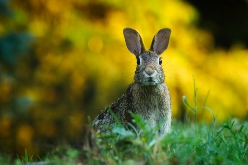 Aonde Tem Veterinário de Animais Silvestres Sumaré - Veterinário de Animais Exóticos