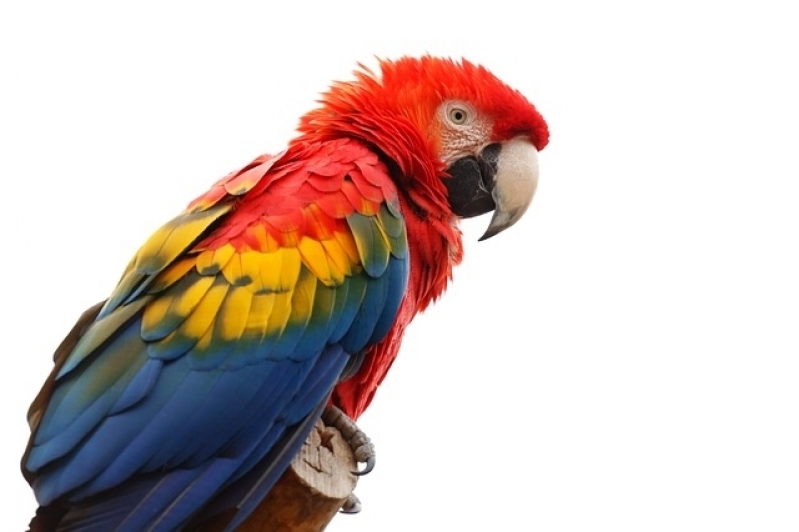 Aonde Tem Veterinário de Aves Itaim Paulista - Veterinário para Aves