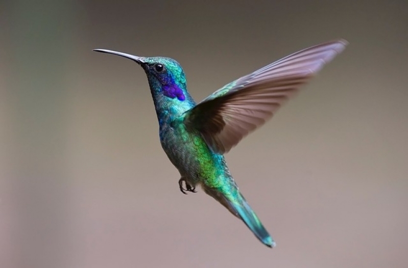 Aonde Tem Veterinário para Aves Alto de Pinheiros - Veterinário Aves