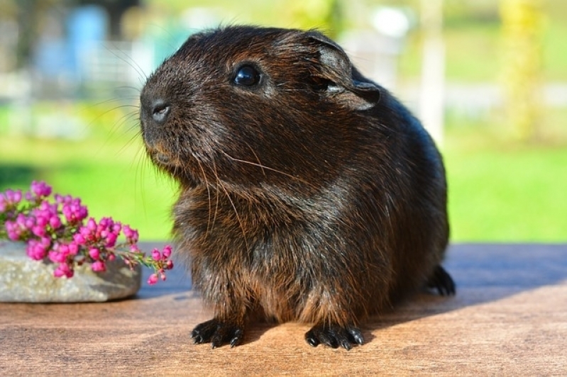 Aonde Tem Veterinário para Hamster Bela Cintra - Veterinário para Hamster