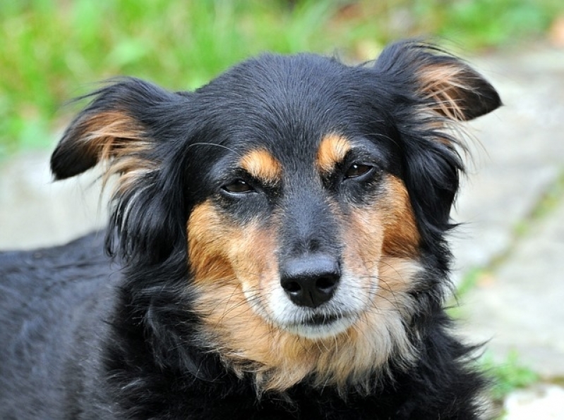 Atendimento Médico para Animais em Residência Preço Capão Redondo - Atendimento Veterinário a Domicílio