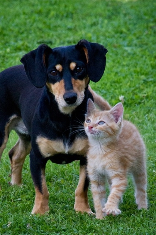 Atendimento Médico Veterinário Preço Ibirapuera - Atendimento Veterinário para Cães