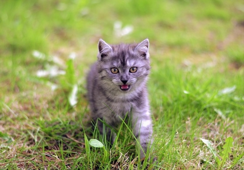 Atendimento para Animais em Casa Valor Parque do Carmo - Atendimento Veterinário para Cães