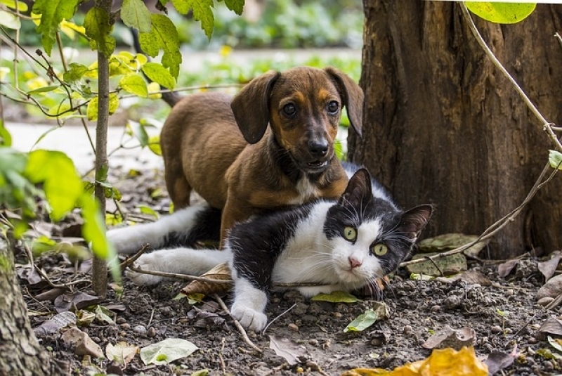 Atendimento para Animais em Casa Ponte Rasa - Atendimento Médico Veterinário