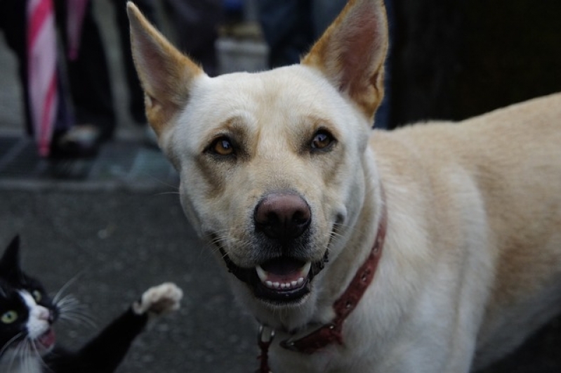 Atendimento para Cães em Casa Preço Jardim Paulista - Atendimento Veterinário a Domicílio