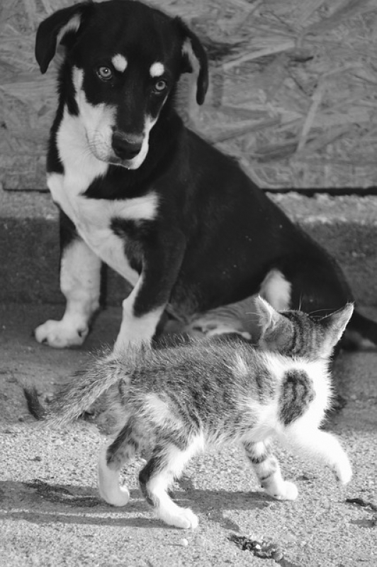 Atendimento para Cães em Casa Valor Jardim Bonfiglioli - Atendimento para Gatos em Casa