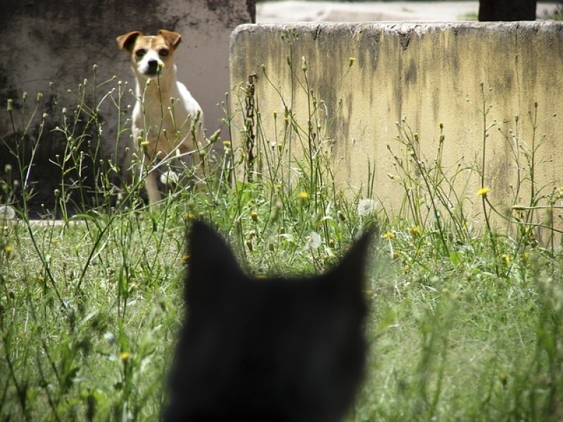 Atendimento para Cães Residencial Preço Sacomã - Atendimento para Gatos em Casa