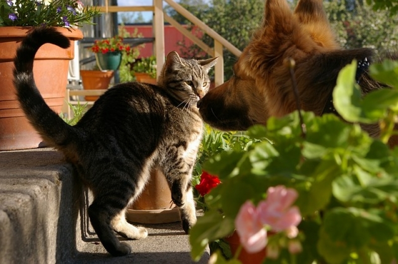 Atendimento para Cães Residencial Valor Vila Maria - Atendimento para Gatos em Casa