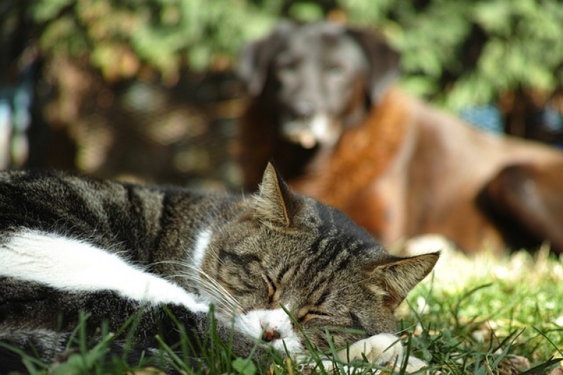 Atendimento para Cães Residencial Parque São Lucas - Atendimento para Gatos em Casa