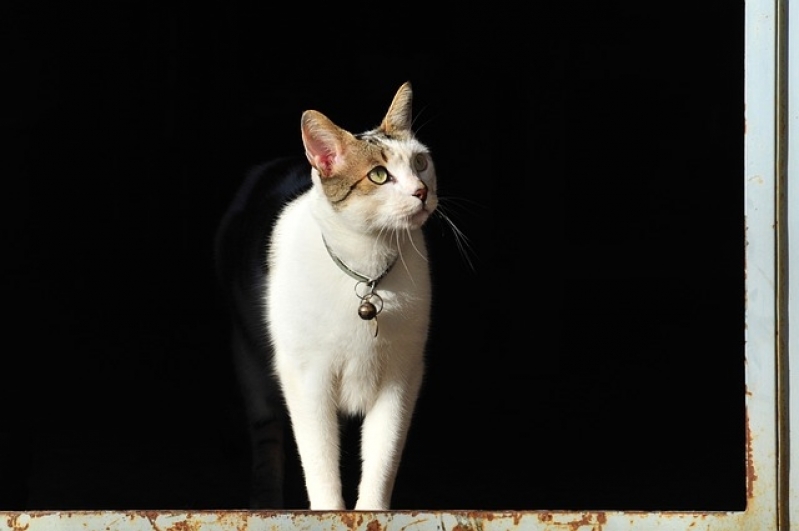Atendimento para Gatos em Casa Preço Tucuruvi - Atendimento Médico Veterinário