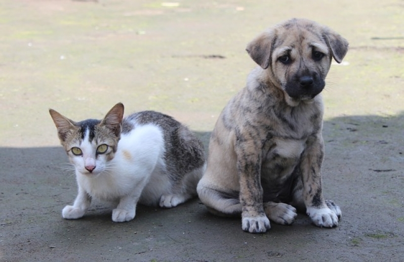 Atendimento Veterinário 24h Preço Vila Curuçá - Atendimento Veterinário para Cães