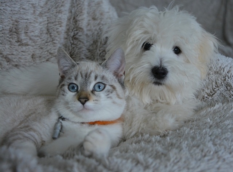 Atendimento Veterinário 24h Valor Liberdade - Atendimento para Animais em Casa