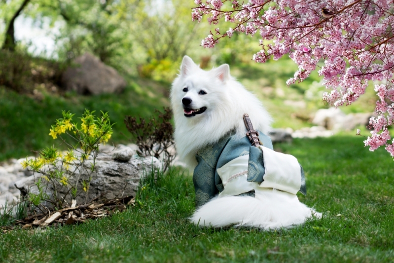 Atendimento Veterinário Domiciliar Jardim Europa - Atendimento para Cães em Casa