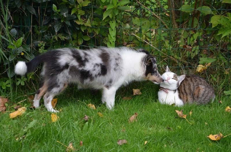 Atendimento Veterinário para Cães Valor Guaianases - Atendimento para Cães em Casa