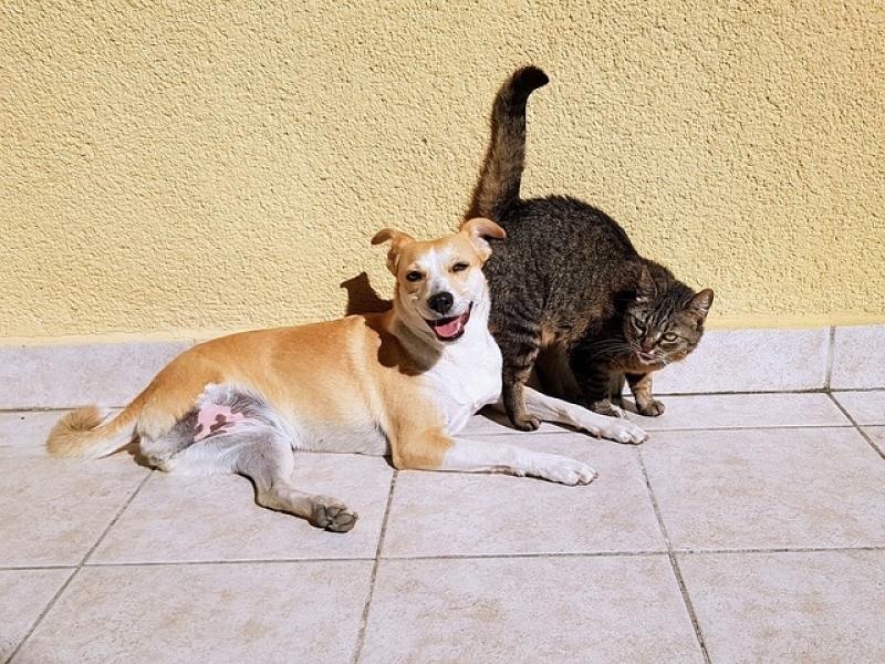 Atendimento Veterinário para Cães Pirituba - Atendimento para Gatos em Casa