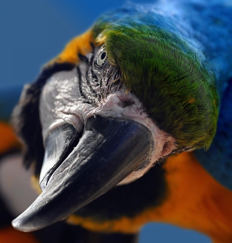 Centro Veterinário de Animais Exóticos Preço Morumbi - Veterinário para Aves