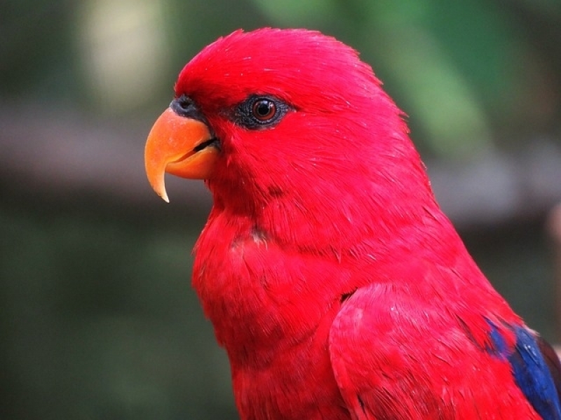 Centro Veterinário de Animais Exóticos Vila Medeiros - Veterinário para Aves