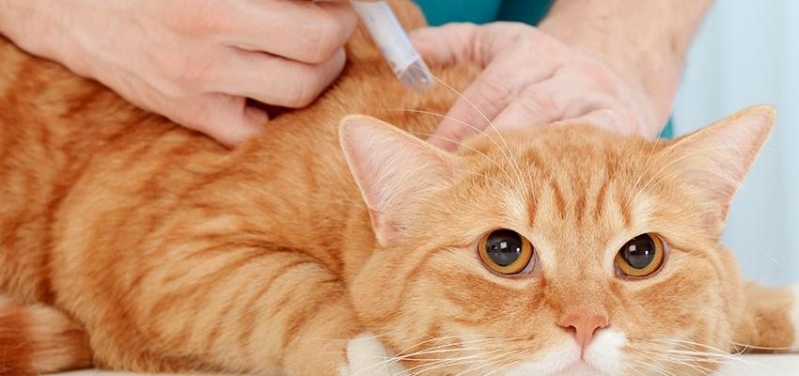 Clinica Vacina Gato Alergia Bom Retiro - Vacinação Gatos Filhotes