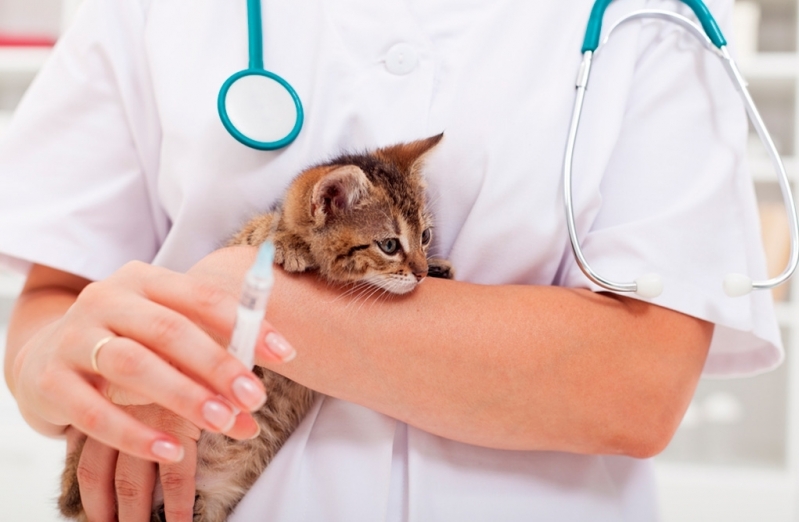 Clinica Vacina Gato Câncer Vila Curuçá - Vacinação em Gatos Filhotes
