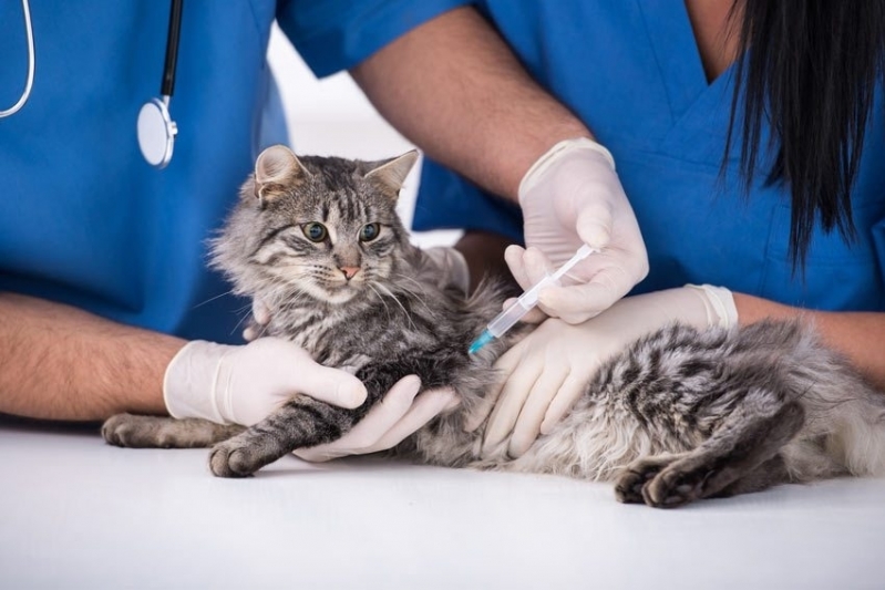 Clinica Vacina Subcutânea em Gatos Santa Efigênia - Vacina Coriza Gatos
