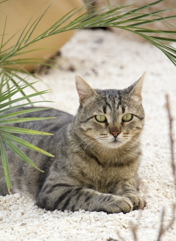 Consulta de Veterinário Preço Mooca - Consulta Veterinária para Animais Exóticos