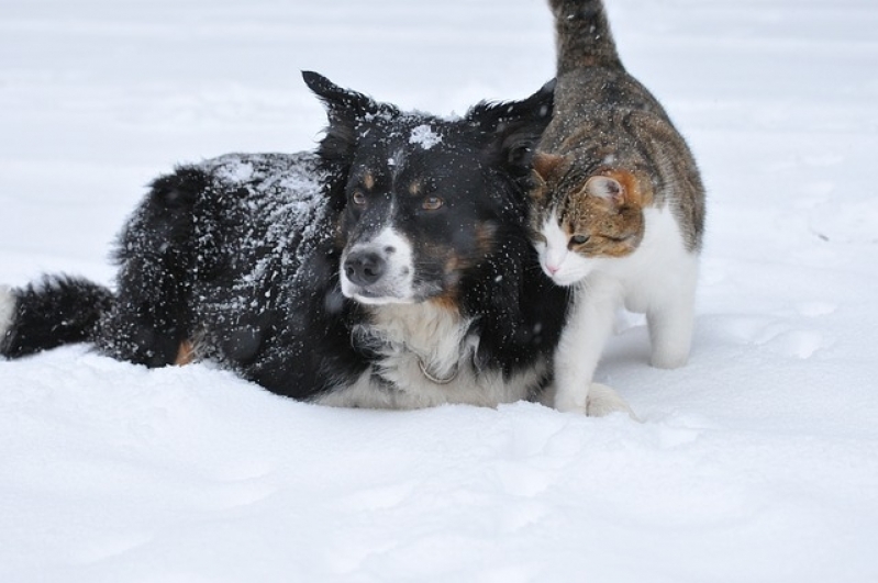 Consulta de Veterinário Bom Retiro - Consulta Veterinária Domiciliar