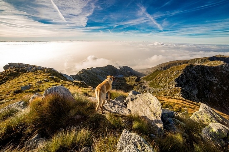 Consulta Veterinária Domiciliar Valor Cidade Patriarca - Consulta Veterinária Domiciliar