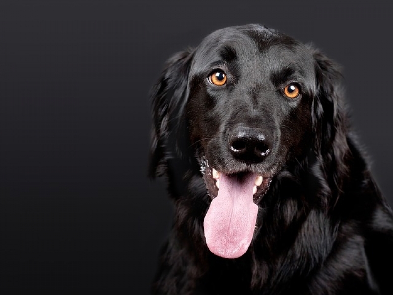 Consulta Veterinária em Casa Preço Água Rasa - Consulta Veterinária em Casa