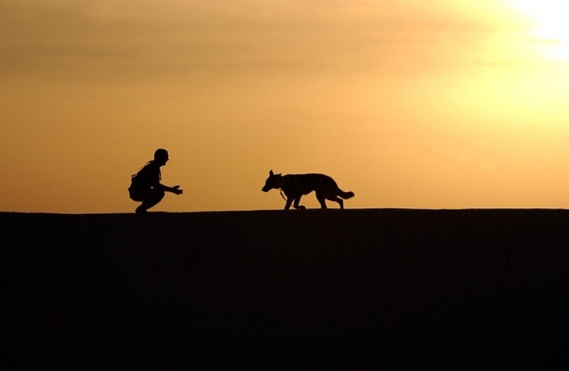 Consulta Veterinária em Casa Campo Grande - Consulta Veterinária Residencial