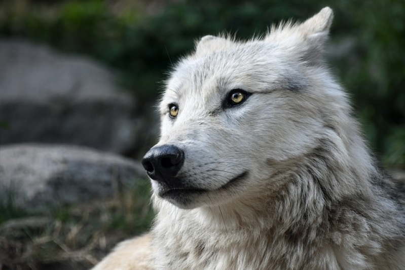 Consulta Veterinária para Animais Domésticos Preço Jabaquara - Consulta Veterinária para Aves