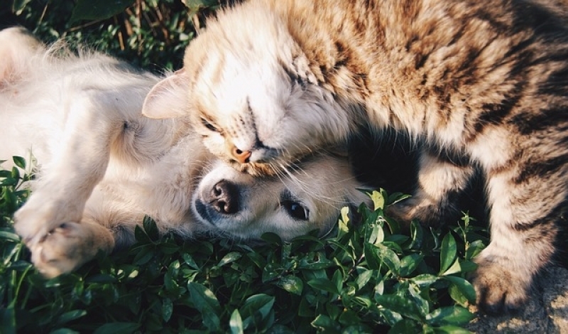 Consulta Veterinária para Animais Exóticos Valor Pinheiros - Consulta Veterinária Domiciliar