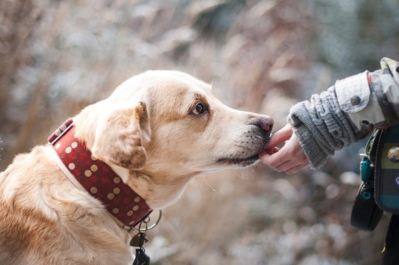 Consulta Veterinária para Aves Preço Água Branca - Consulta Veterinária para Animais Exóticos