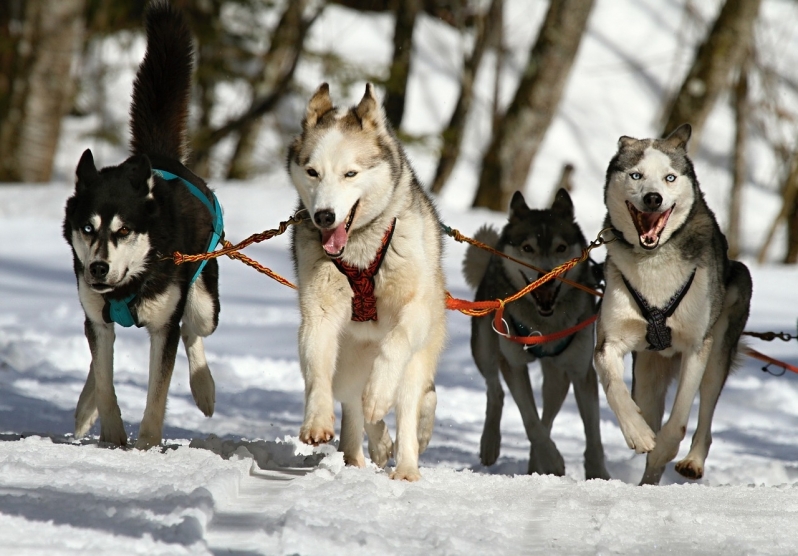 Consulta Veterinária Valor São Miguel Paulista - Consulta Veterinária em Apartamento