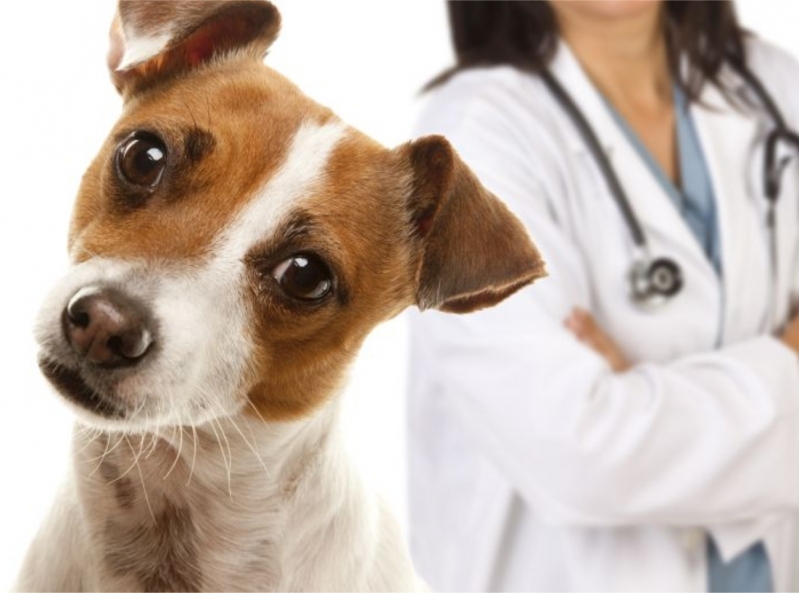 Consultório Veterinário Valor São Mateus - Clinica para Cachorro