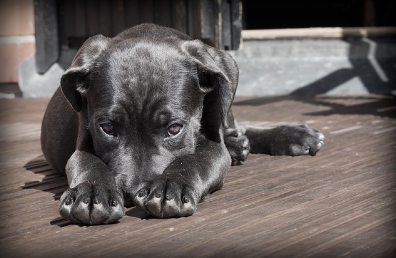 Médico Veterinário com Consulta Residencial Preço Pinheiros - Médico Veterinário Autônomo