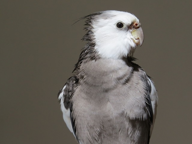 Médico Veterinário com Consulta Residencial Aclimação - Médico Veterinário de Aves