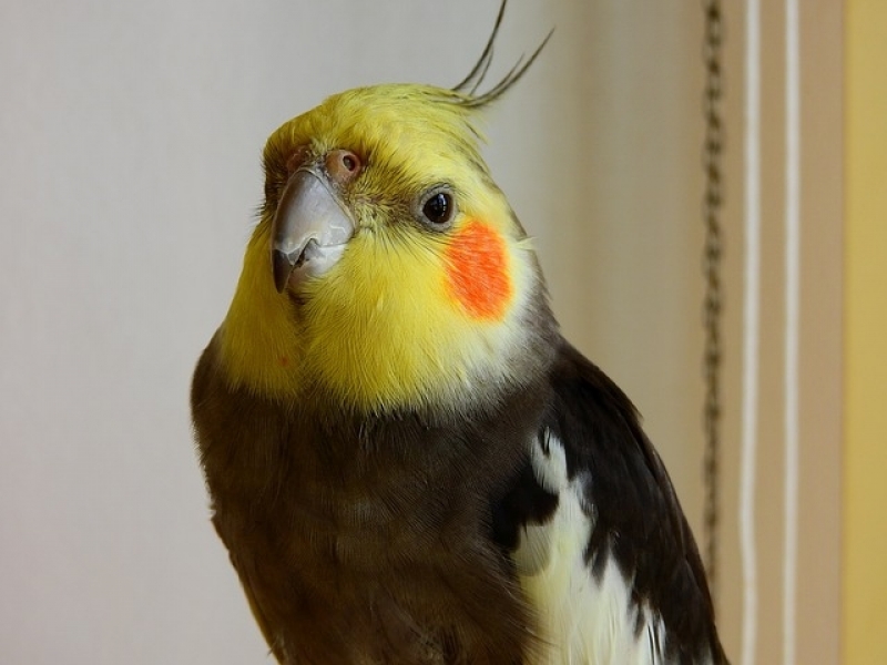 Médico Veterinário de Aves Preço Ponte Rasa - Médico Veterinário de Aves