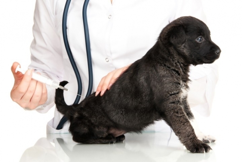 Médico Veterinário Preço Popular Tremembé - Consultório Veterinário