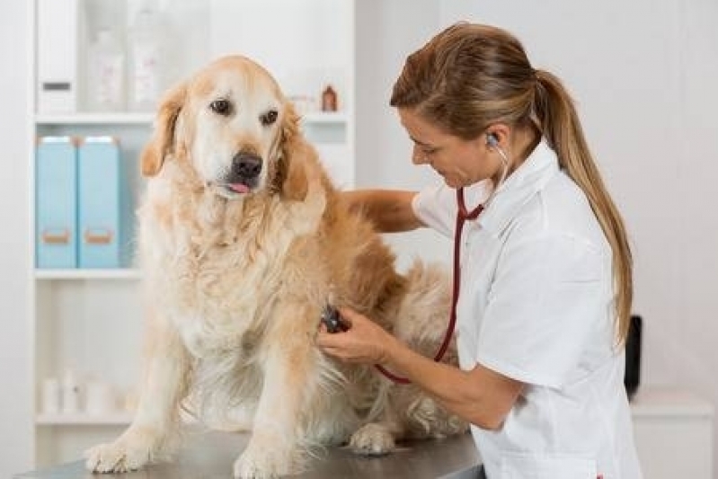 Médico Veterinário Valor Saúde - Animais Veterinária