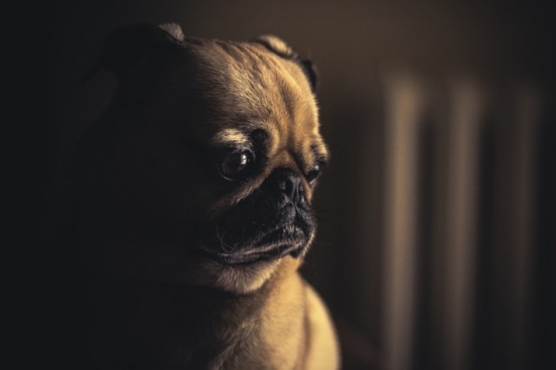 Médicos Veterinários Autônomos Jardim Paulista - Médico Veterinário Ortopedista